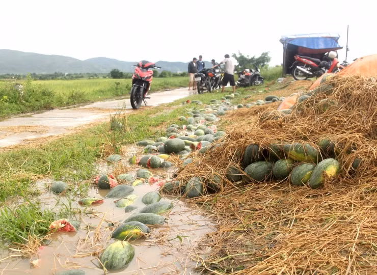 Thời điểm phóng viên Tiền Phong có mặt, cơn mưa lớn đổ về, ông Dũng lại phải vun đất cao để nước không ngập đống dưa vừa gom lại chờ thương lái tới mua.