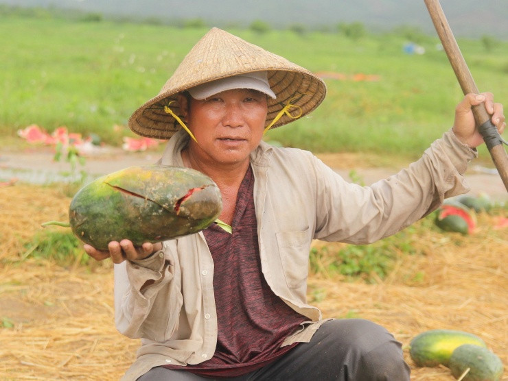 Ông Nguyễn Tiến Dũng (48 tuổi, xã Phú Cần) đầu tư hơn 1,7 ha dưa hấu nhưng giờ chỉ bán được 5 tấn, còn lại hầu như đã bị hư hỏng, ảnh hưởng của mưa nhiều . Vụ dưa này ông Dũng đầu tư hết 80 triệu đồng, ước tính lỗ 50 triệu đồng.