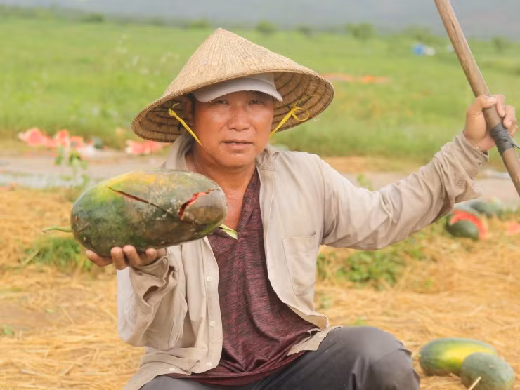 Ông Nguyễn Tiến Dũng (48 tuổi, xã Phú Cần) đầu tư hơn 1,7 ha dưa hấu nhưng giờ chỉ bán được 5 tấn, còn lại hầu như đã bị hư hỏng, ảnh hưởng của mưa nhiều . Vụ dưa này ông Dũng đầu tư hết 80 triệu đồng, ước tính lỗ 50 triệu đồng.