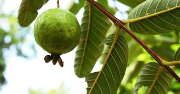 Loai la vua dang lai chat xit nhung rat tot cho suc khoe-Hinh-2