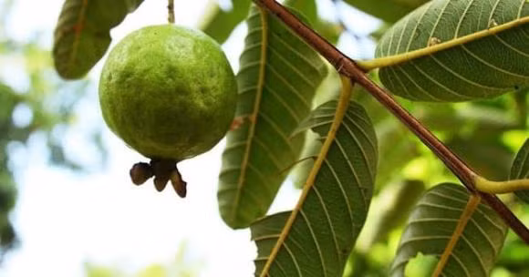 Loai la vua dang lai chat xit nhung rat tot cho suc khoe-Hinh-2