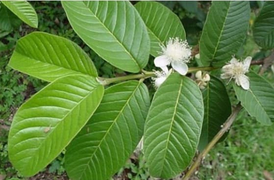 Loai la vua dang lai chat xit nhung rat tot cho suc khoe-Hinh-6