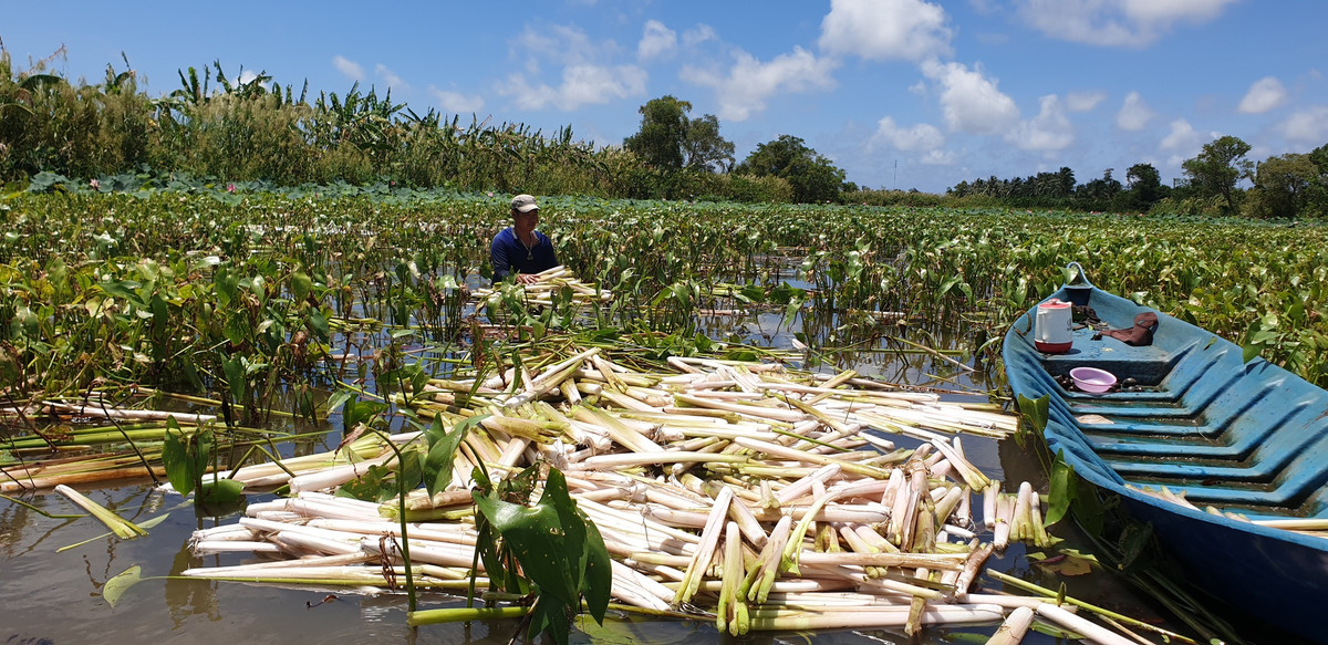Loai rau dai chang cham ma van tu lon, ban duoc gia cao-Hinh-2