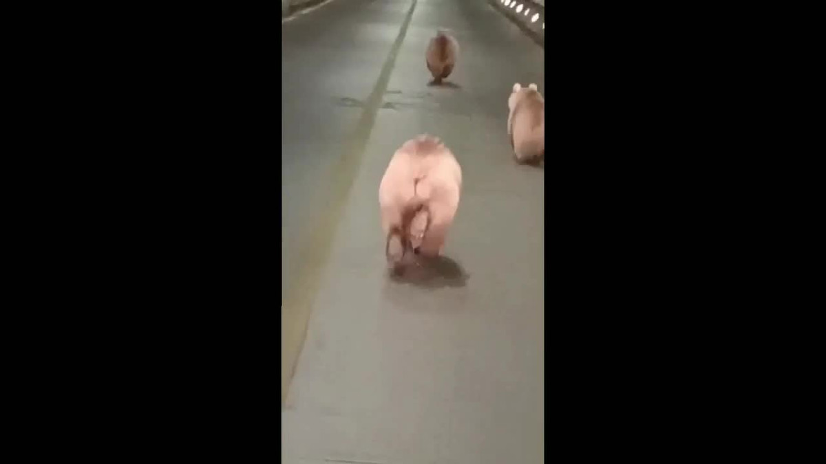 Video: Ba gau nau con chay doc duong cao toc o Trung Quoc