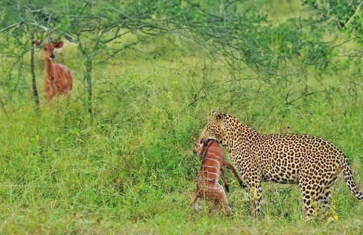 Video: Chien thuat giai cuu con cua linh duong me truoc bao hoa mai