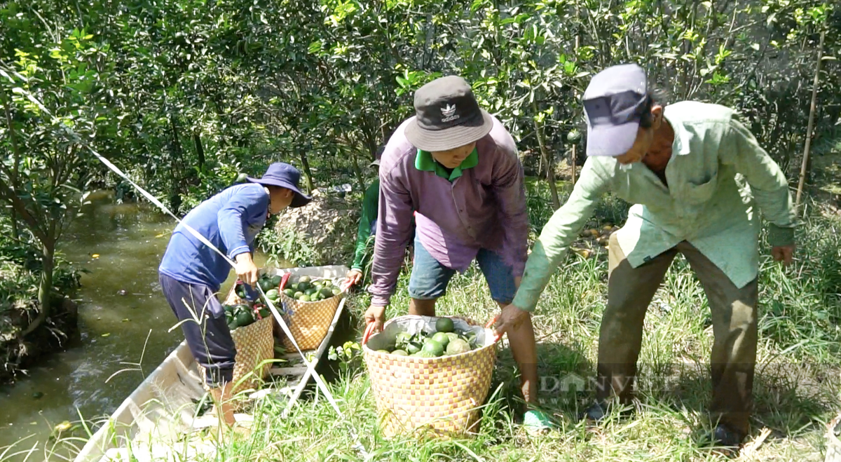 80.000 tan cam sanh Vinh Long can tieu thu-Hinh-2