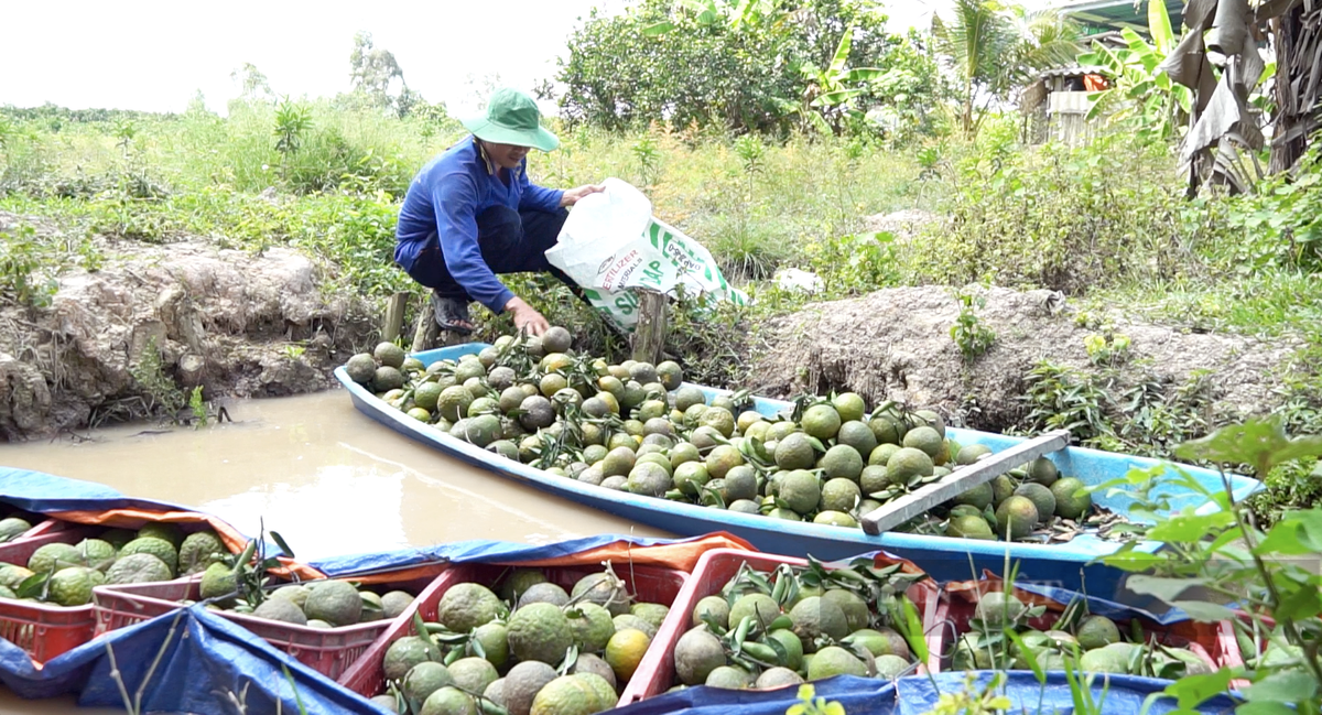 80.000 tan cam sanh Vinh Long can tieu thu