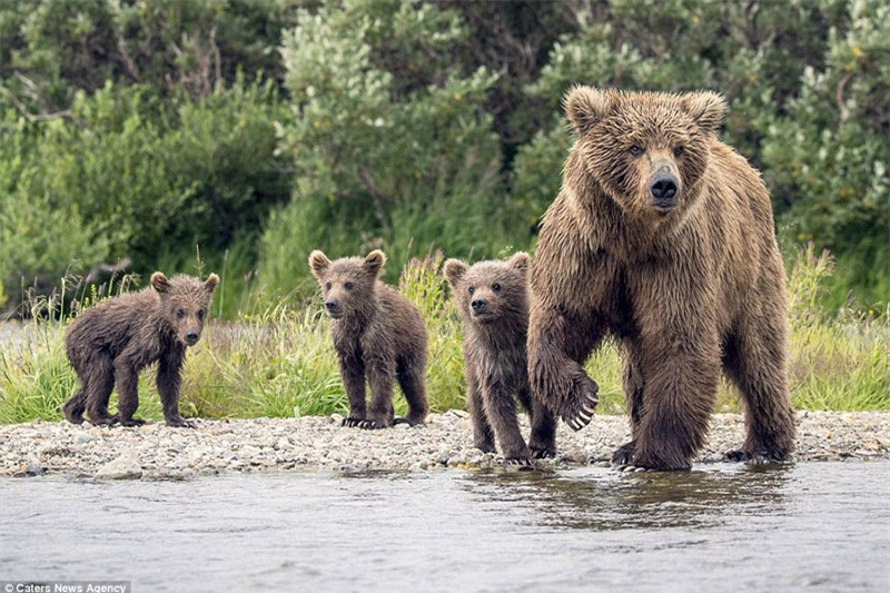 t phút sau, nó lại phi xuống nước để kiếm thêm cá bổ sung vào bữa ăn. 