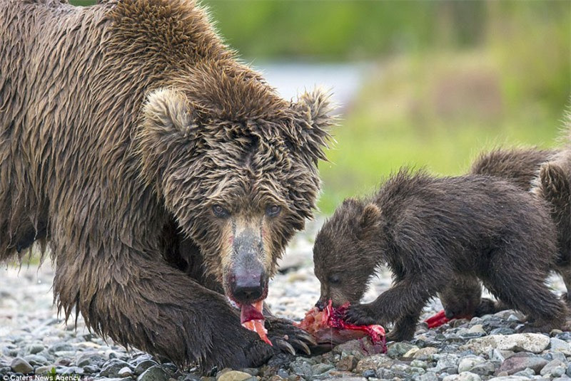 Vừa ăn, gấu nâu mẹ vừa canh chừng kẻ thù.
