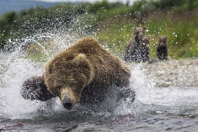Phát hiện cá hồi đang bơi lội, gấu nâu mẹ lập tức vồ mồi.