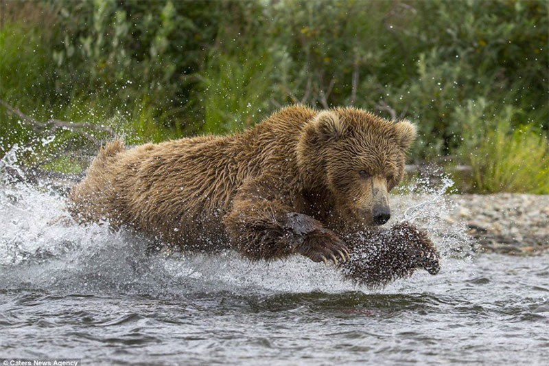 br/> Theo tiết lộ của Vasselin, chùm hình này ông chụp được khi tình cờ ghé thăm công viên quốc gia Katmai chứ không hề sắp xếp. Gấu nâu mẹ khá vất vả đề kiếm thức ăn nuôi 3 con nhỏ.