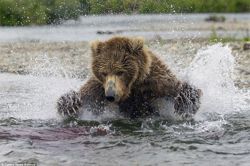 Cá hồi chính là thức ăn yêu thích của gấu nâu.