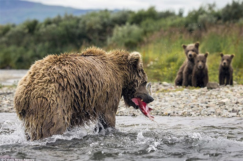 Chỉ trong chốc lát, gấu nâu mẹ đã săn được con cá hồi tươi ngon.