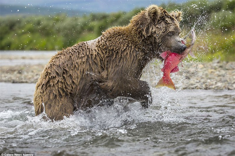 Nó tha cá hồi lên cho đàn con nhỏ.
