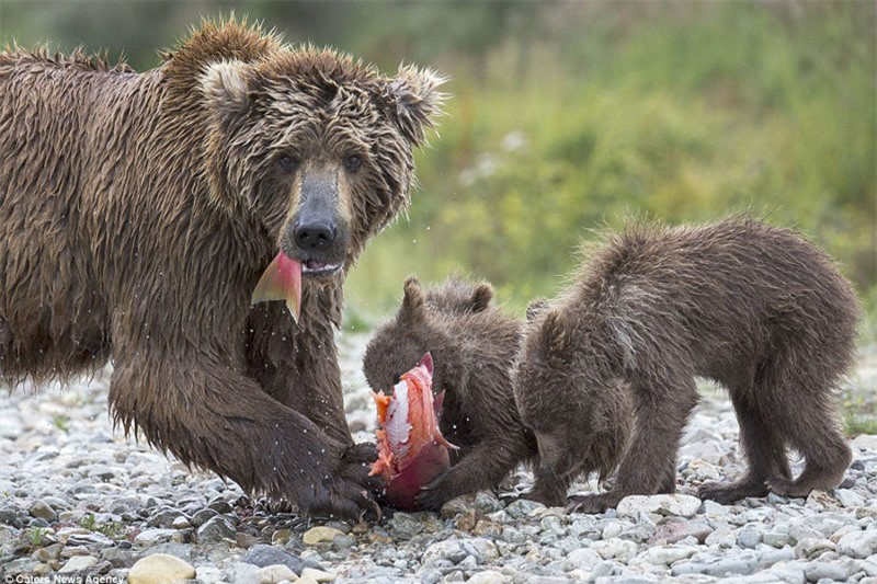 Vì đàn con nhỏ, gấu nâu mẹ chấp nhận ăn xương xẩu để nhường thịt cho con.