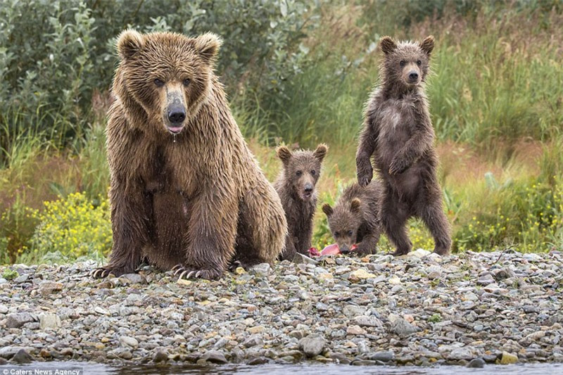 Gấu nâu mẹ tranh thủ nghỉ ngơi.