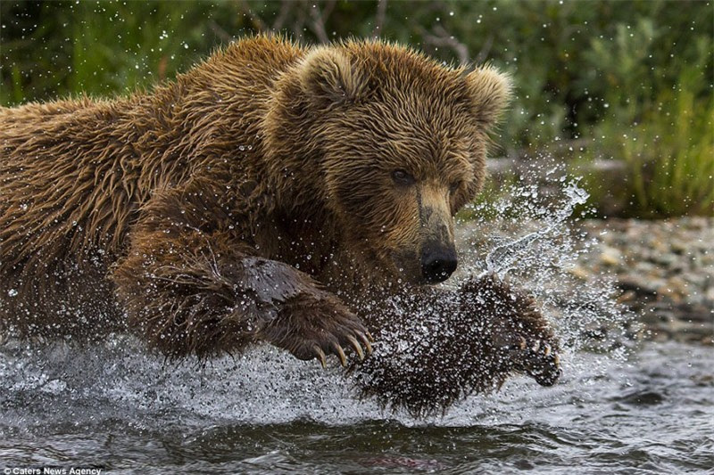 Gấu nâu mẹ vừa phải ngụp lặn dưới nước bắt cá vừa phải trông chừng đàn con nhỏ tránh sự dò ngó của gấu đực. Nếu không trông chừng con cẩn thận, nhiều khả năng gấu con sẽ bị con đực giết thịt.