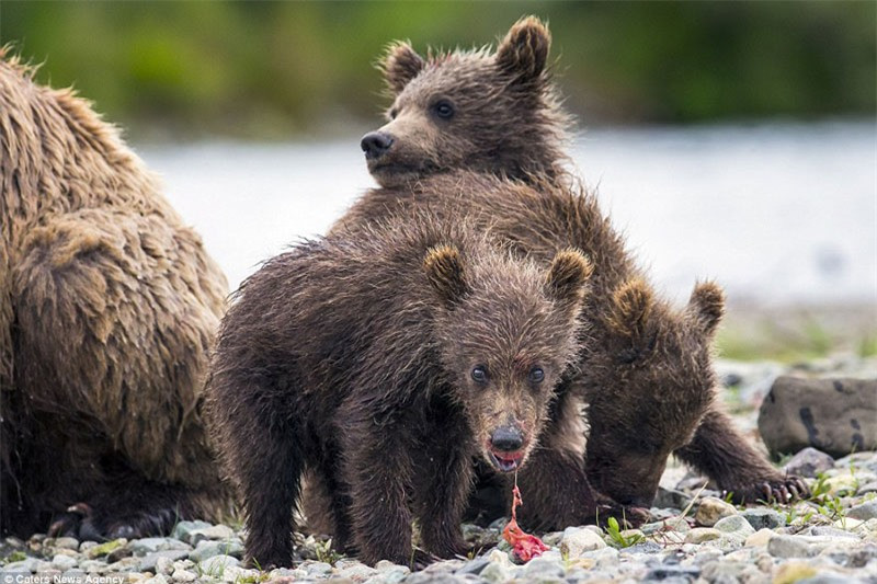 Dường như con cá hồi không thấm thía với sức ăn của bốn mẹ con nhà gấu nâu.