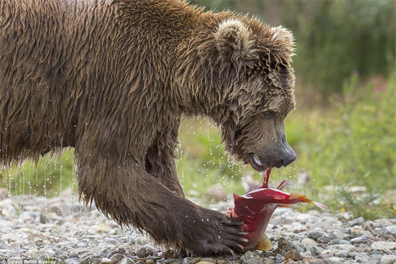 Gấu nâu mẹ xẻ thịt cho con của nó ăn dễ dàng hơn.