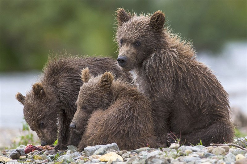 Ánh mắt e dè của gấu nâu con khi bắt gặp ống kính của nhiếp ảnh gia 43 tuổi.