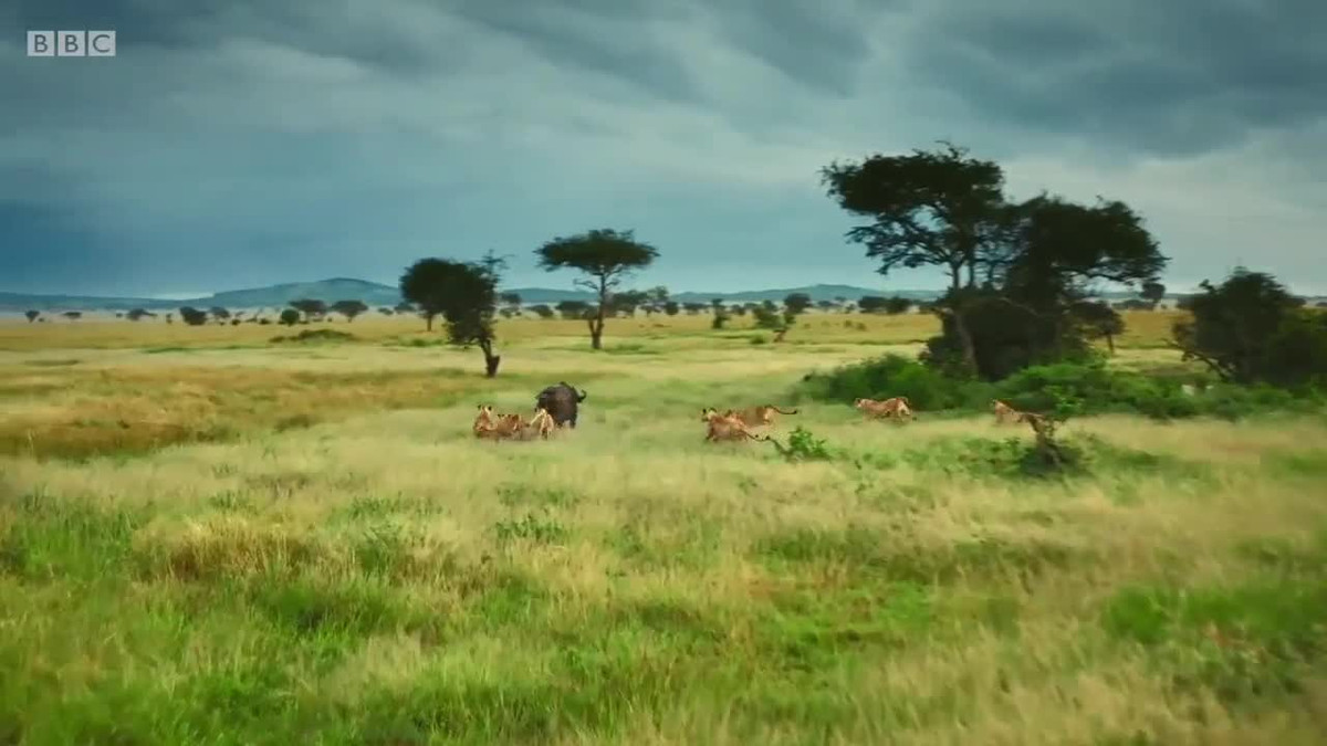 Video: Bi truy sat, trau rung huc bay su tu, thoat chet ngoan muc