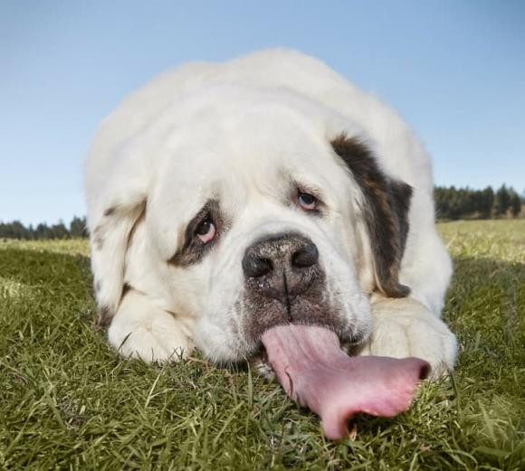 10 ky luc Guinness the gioi co the khien ban khong noi nen loi-Hinh-8