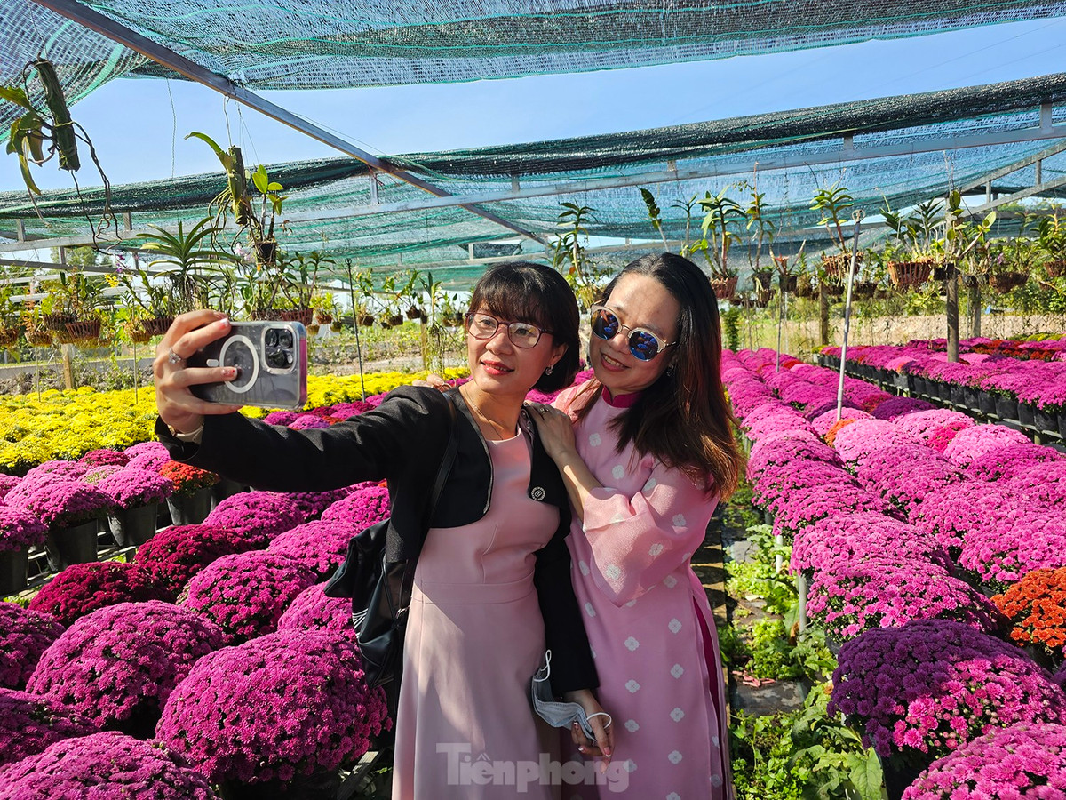 Ghi nhận của phóng viên Tiền Phong, tại Tổ hợp tác hoa kiểng khóm Tân An, phường An Hoà (Sa Đéc, Đồng Tháp) choáng ngợp trước vẻ đẹp của hoa cúc mâm xôi xuất xứ từ Hàn Quốc, thu hút nhiều người đến tham quan, chụp ảnh. Ảnh: Hòa Hội.