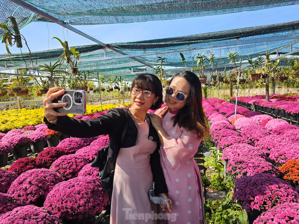 Ghi nhận của phóng viên Tiền Phong, tại Tổ hợp tác hoa kiểng khóm Tân An, phường An Hoà (Sa Đéc, Đồng Tháp) choáng ngợp trước vẻ đẹp của hoa cúc mâm xôi xuất xứ từ Hàn Quốc, thu hút nhiều người đến tham quan, chụp ảnh. Ảnh: Hòa Hội.