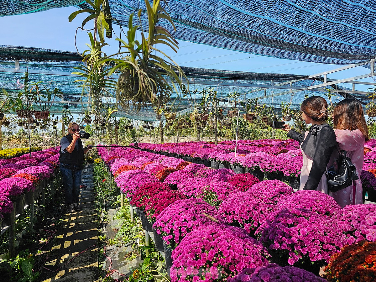 Điểm nổi bật và thu hút của giống hoa này so với cúc mâm xôi truyền thống là hoa có rất nhiều màu sắc khác nhau. Ảnh: Hòa Hội.