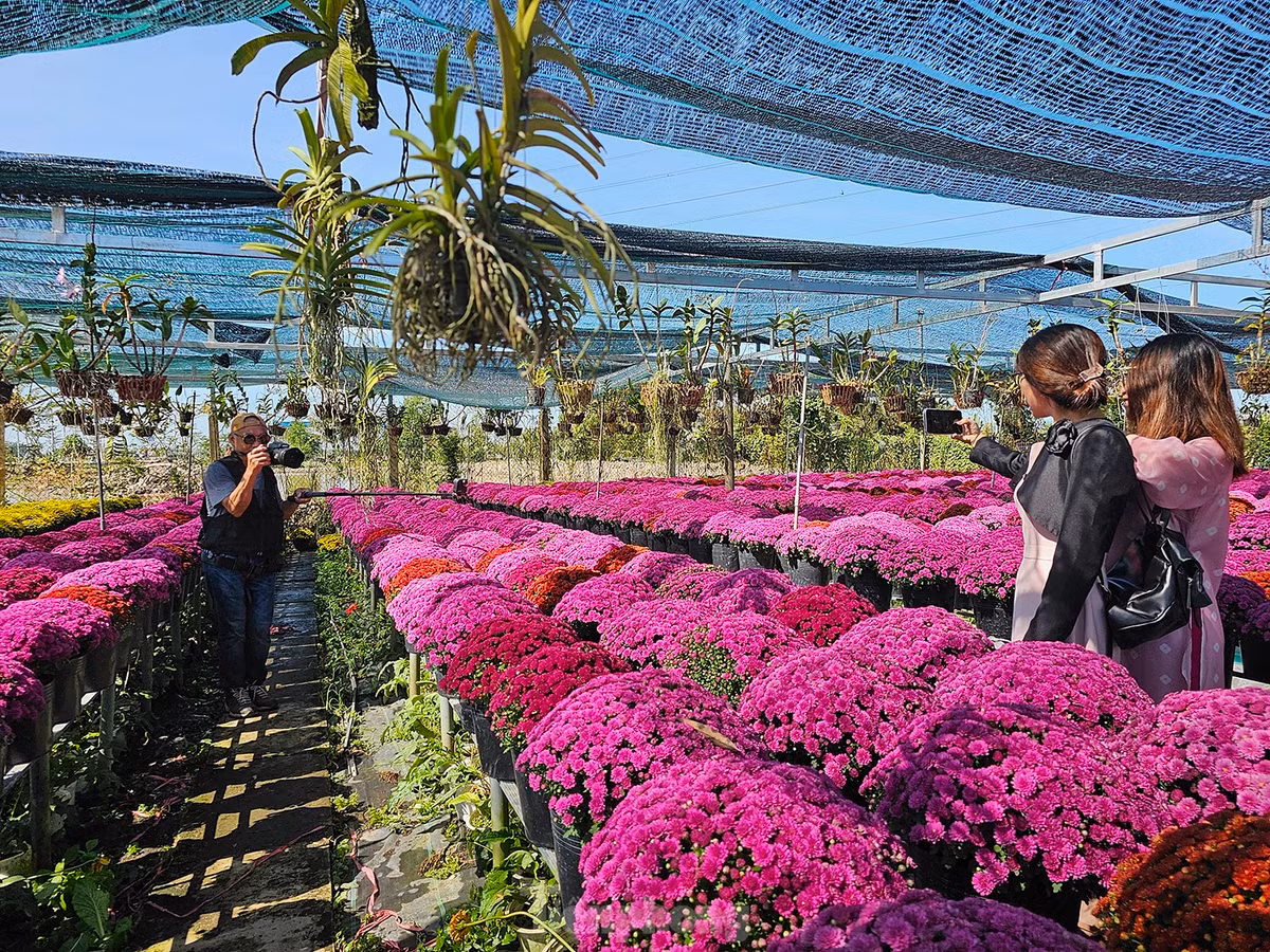 Điểm nổi bật và thu hút của giống hoa này so với cúc mâm xôi truyền thống là hoa có rất nhiều màu sắc khác nhau. Ảnh: Hòa Hội.