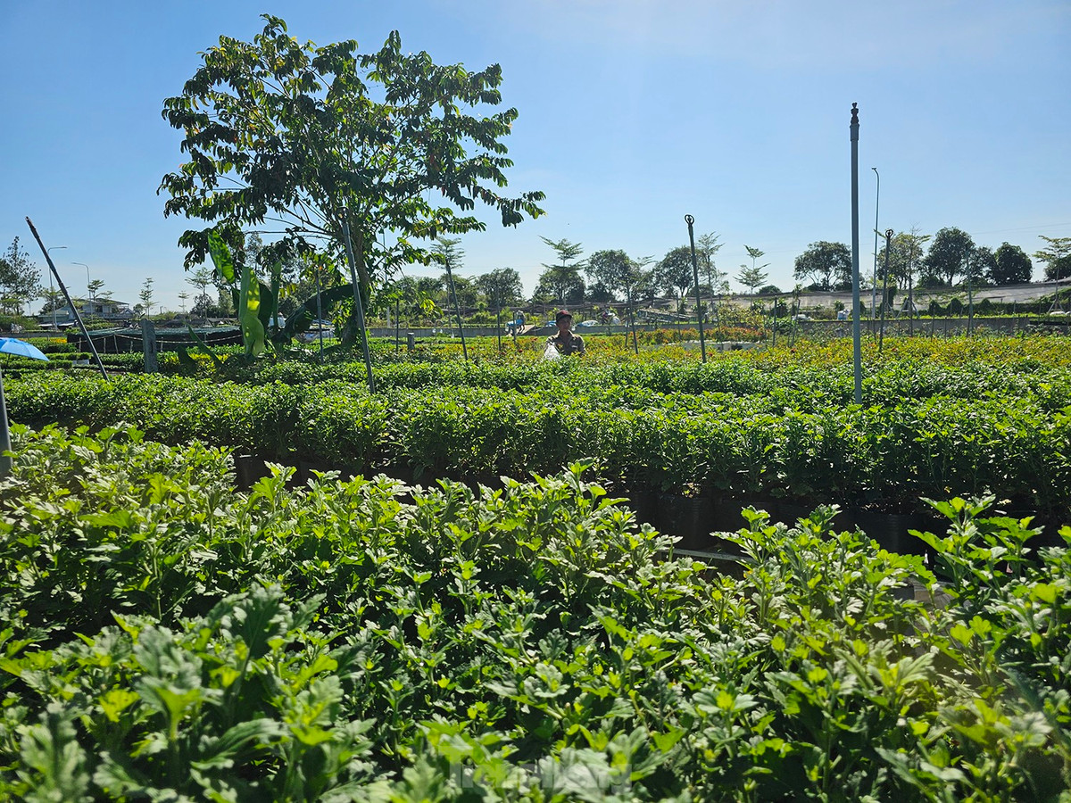 Nông dân chăm sóc hoa kiểng phục vụ Festival và Tết Nguyên đán sắp tới. Ảnh: Hòa Hội.