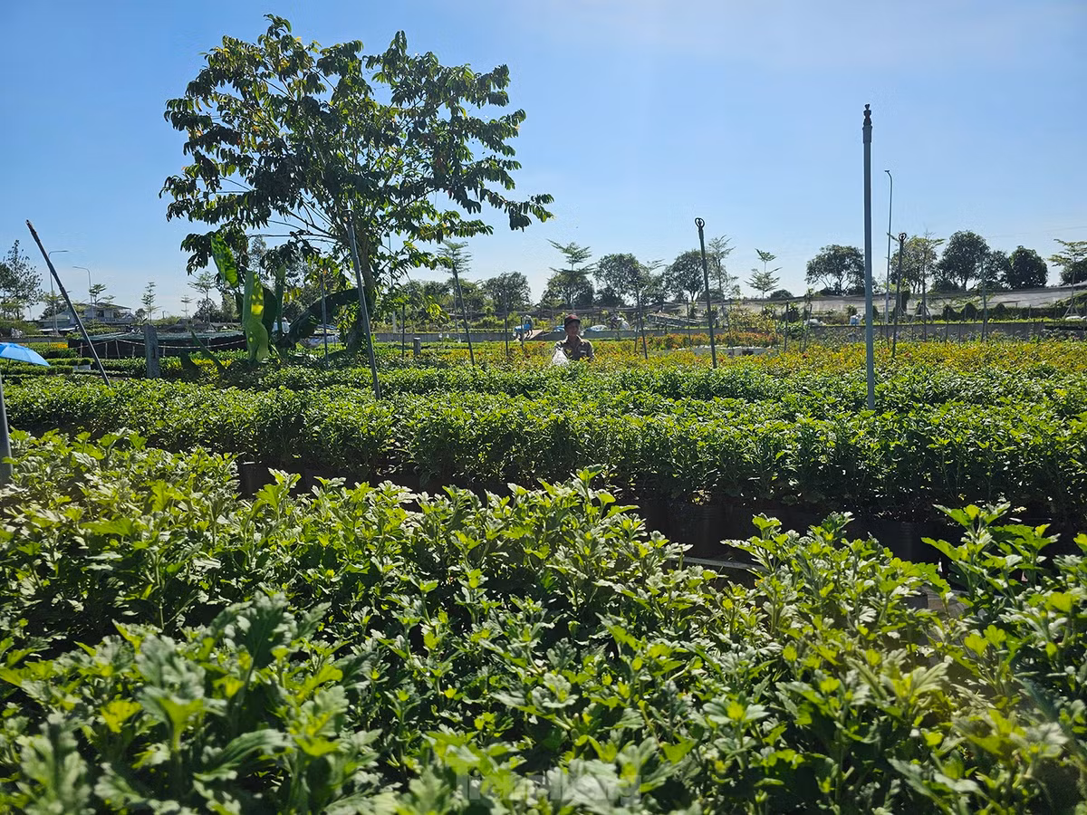 Nông dân chăm sóc hoa kiểng phục vụ Festival và Tết Nguyên đán sắp tới. Ảnh: Hòa Hội.