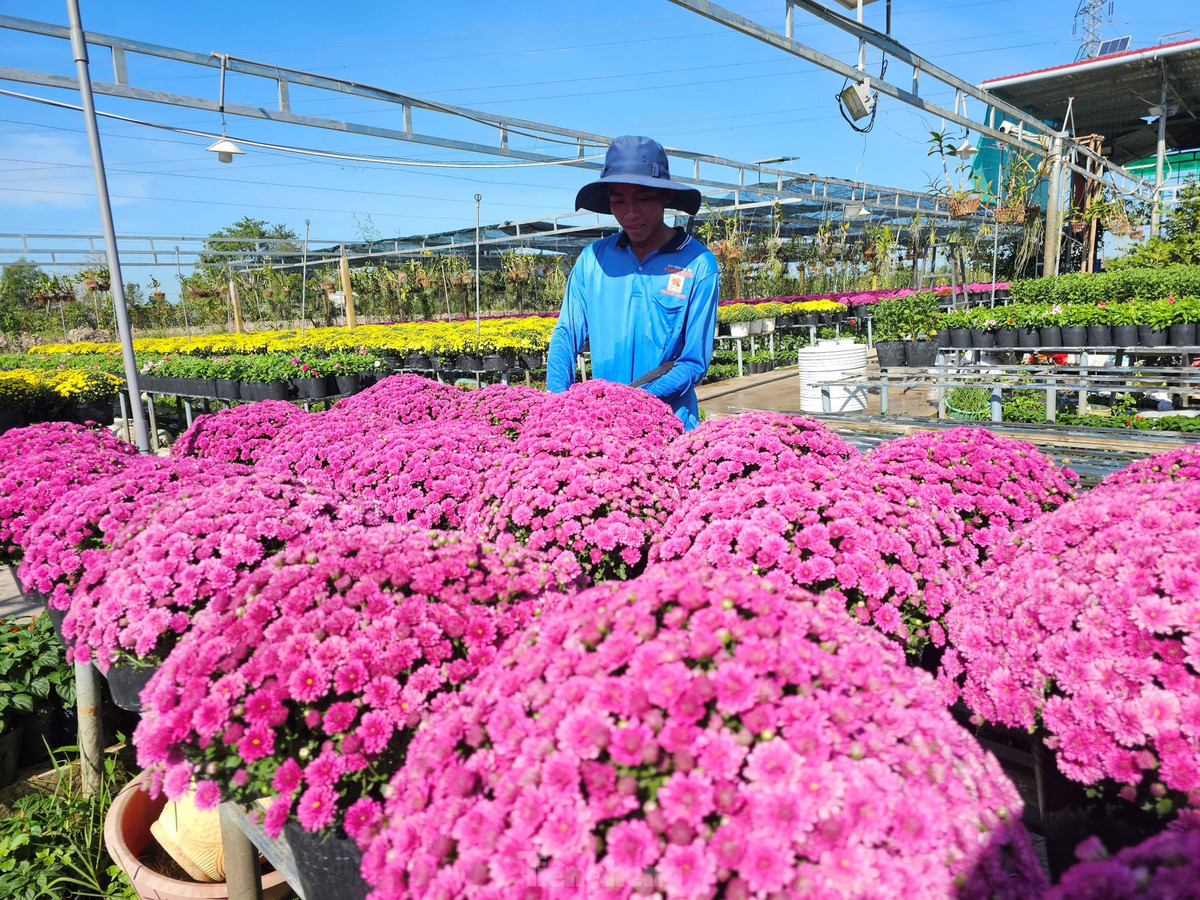Cúc mâm xôi nhiều màu có ưu điểm vượt trội như thân cây cứng cáp, khả năng chống chịu đổ ngã cao, tỷ lệ hao hụt thấp, tiết kiệm chi phí. Ảnh: Hòa Hội.