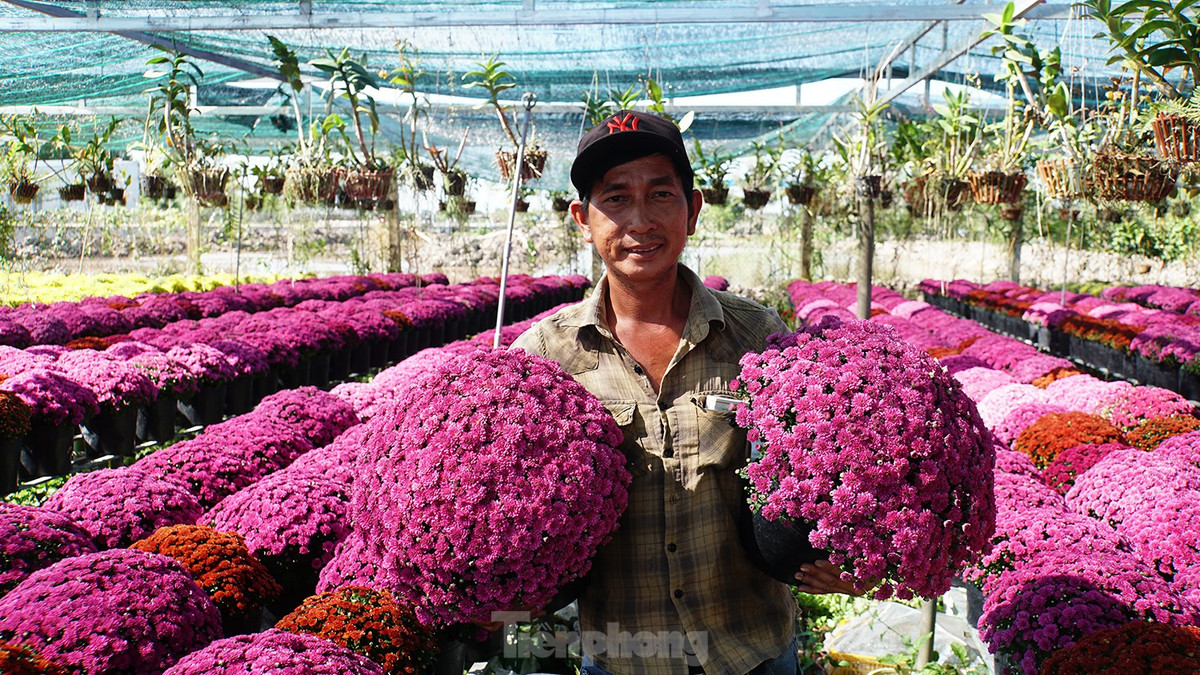 Đây là lần đầu Tổ hợp tác hoa kiểng khóm Tân An trình làng giống hoa mới tại thủ phủ hoa Sa Đéc này. Ảnh: Hòa Hội.