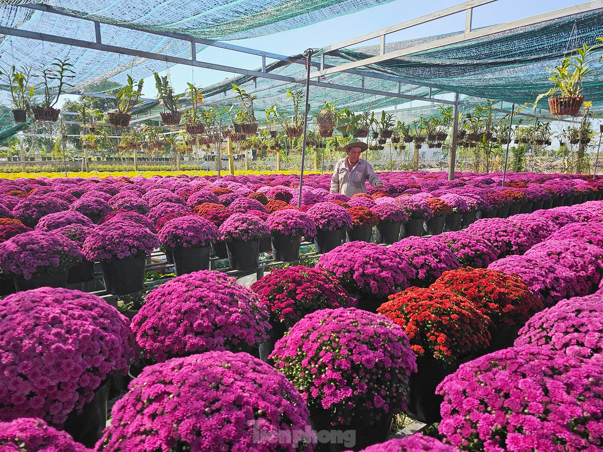 Để đảm bảo số lượng hoa phục vụ cho Festival Hoa – Kiểng Sa Đéc lần I, thành phố Sa Đéc đã đặt hàng nông dân trên 200.000 giỏ hoa các loại. Ảnh: Hòa Hội.