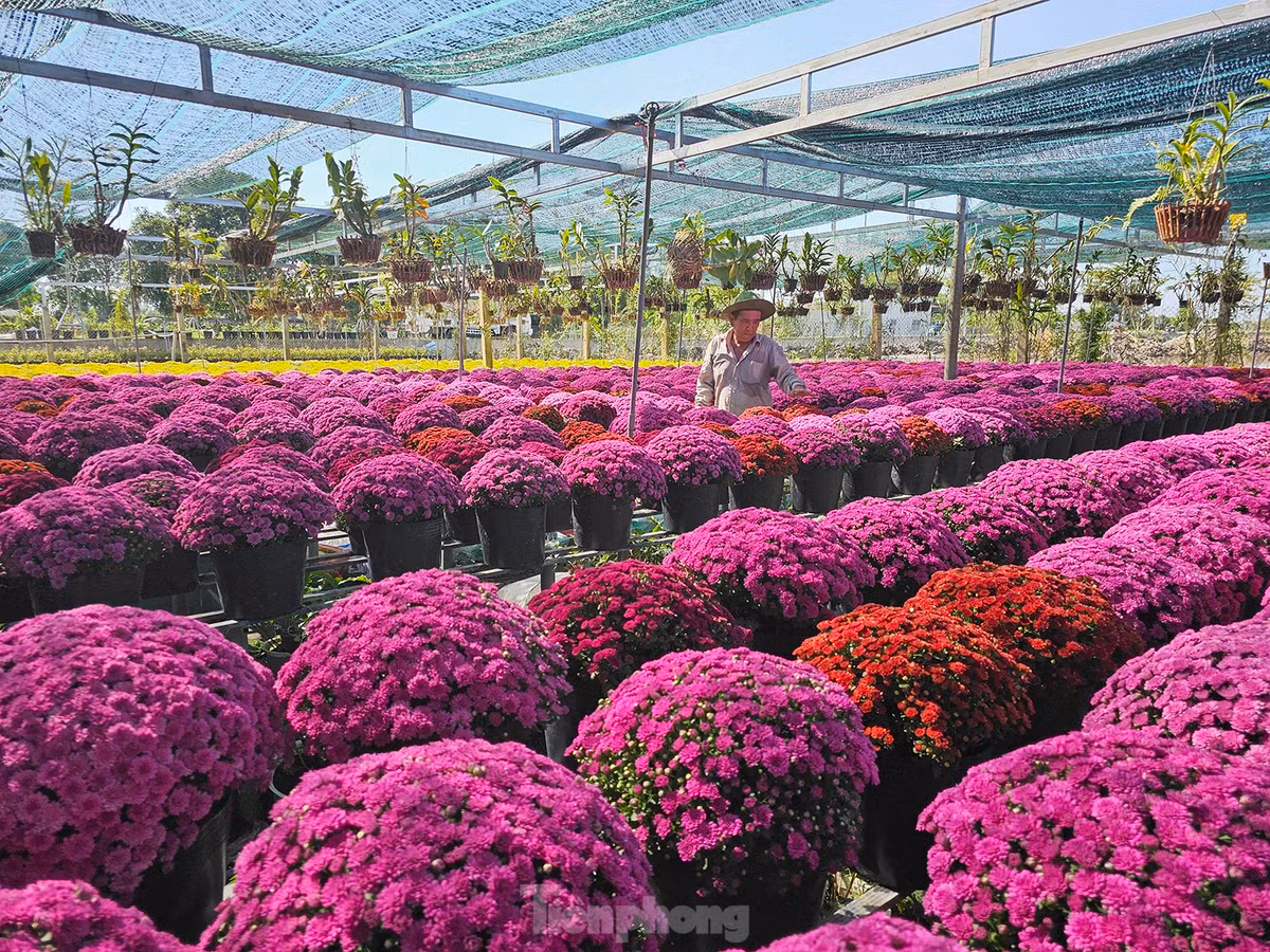 Để đảm bảo số lượng hoa phục vụ cho Festival Hoa – Kiểng Sa Đéc lần I, thành phố Sa Đéc đã đặt hàng nông dân trên 200.000 giỏ hoa các loại. Ảnh: Hòa Hội.