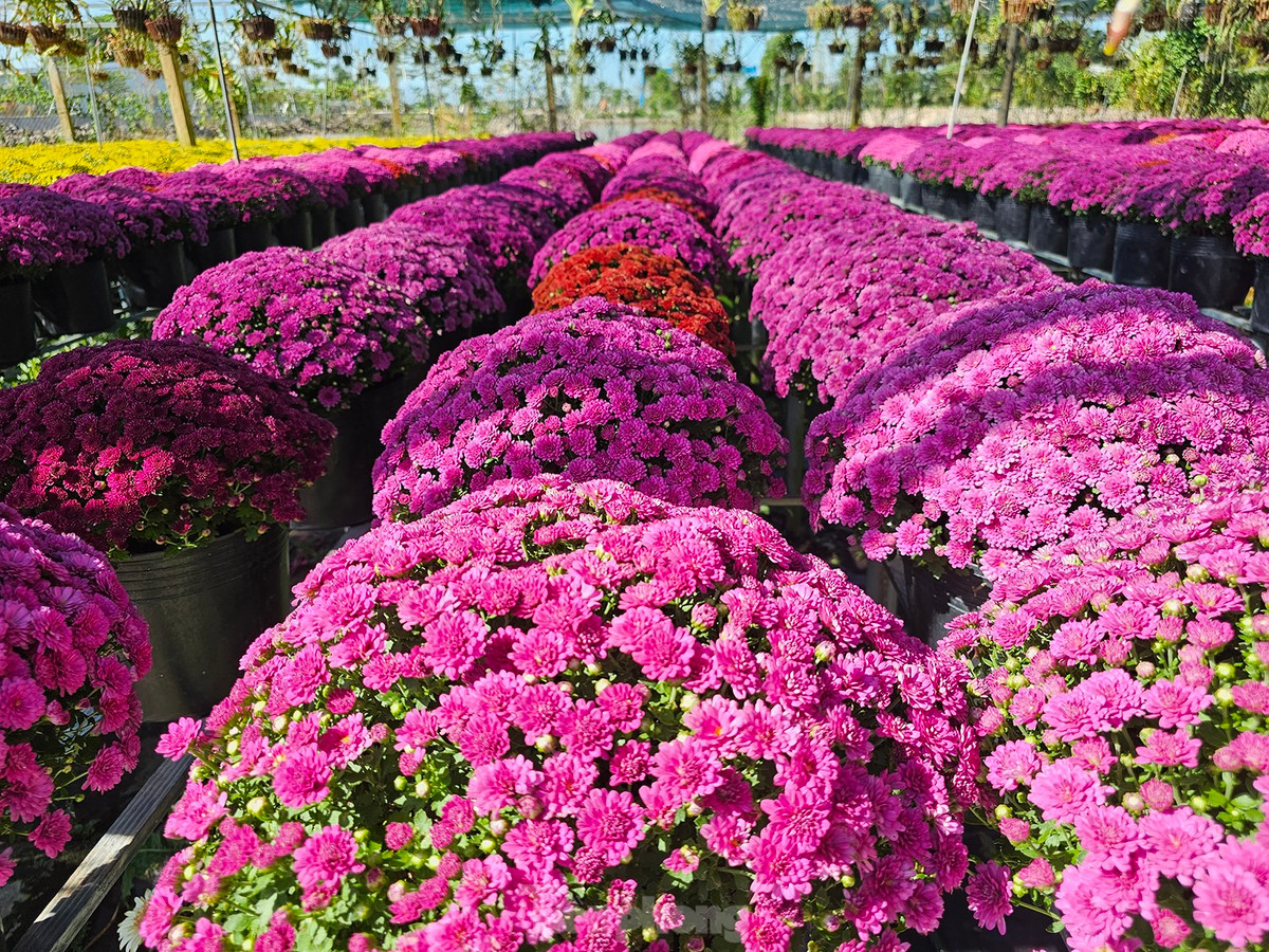 Ông Đặng Quang Giàu, Tổ trưởng Tổ hợp tác hoa kiểng khóm Tân An - cho biết năm nay trồng khoảng 250.000 giỏ (tăng 3-4 lần so với cùng kỳ năm ngoái) với 15 loại hoa và 8 loại kiểng. Ảnh: Hòa Hội.