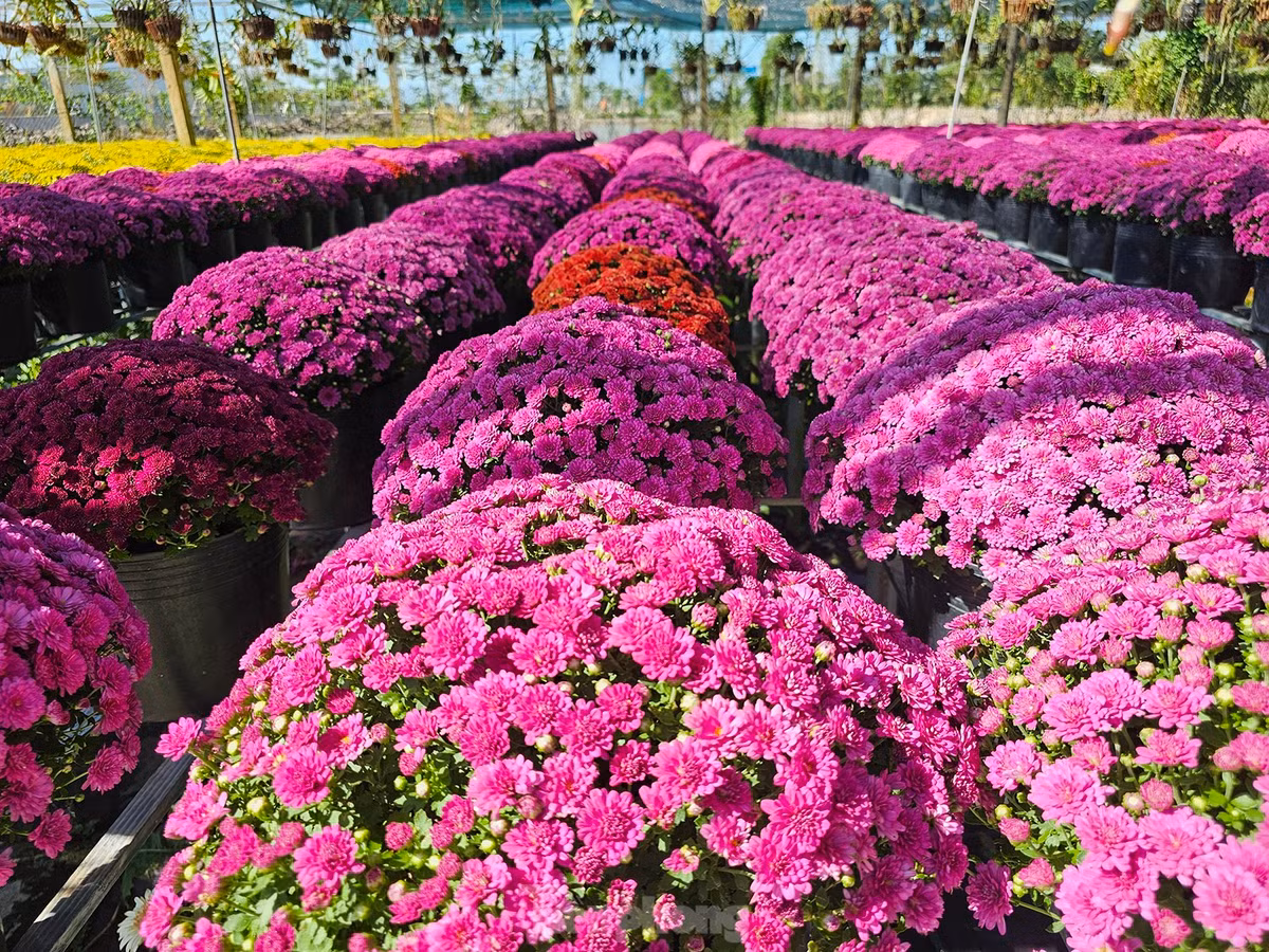 Ông Đặng Quang Giàu, Tổ trưởng Tổ hợp tác hoa kiểng khóm Tân An - cho biết năm nay trồng khoảng 250.000 giỏ (tăng 3-4 lần so với cùng kỳ năm ngoái) với 15 loại hoa và 8 loại kiểng. Ảnh: Hòa Hội.