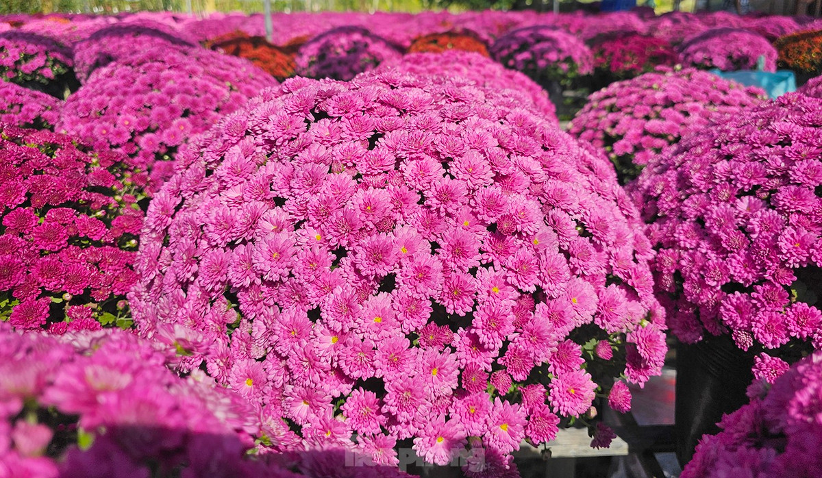 Cúc mâm xôi xuất xứ từ Hàn Quốc có 5 màu chủ đạo: đỏ, đỏ cam, vàng, hồng và tím, hoa có đặc tính cứng cáp và thời gian trổ hoa đến khi tàn kéo dài hơn một tháng so hoa cúc truyền thống. Ảnh: Hòa Hội.