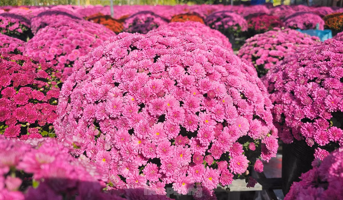 Cúc mâm xôi xuất xứ từ Hàn Quốc có 5 màu chủ đạo: đỏ, đỏ cam, vàng, hồng và tím, hoa có đặc tính cứng cáp và thời gian trổ hoa đến khi tàn kéo dài hơn một tháng so hoa cúc truyền thống. Ảnh: Hòa Hội.