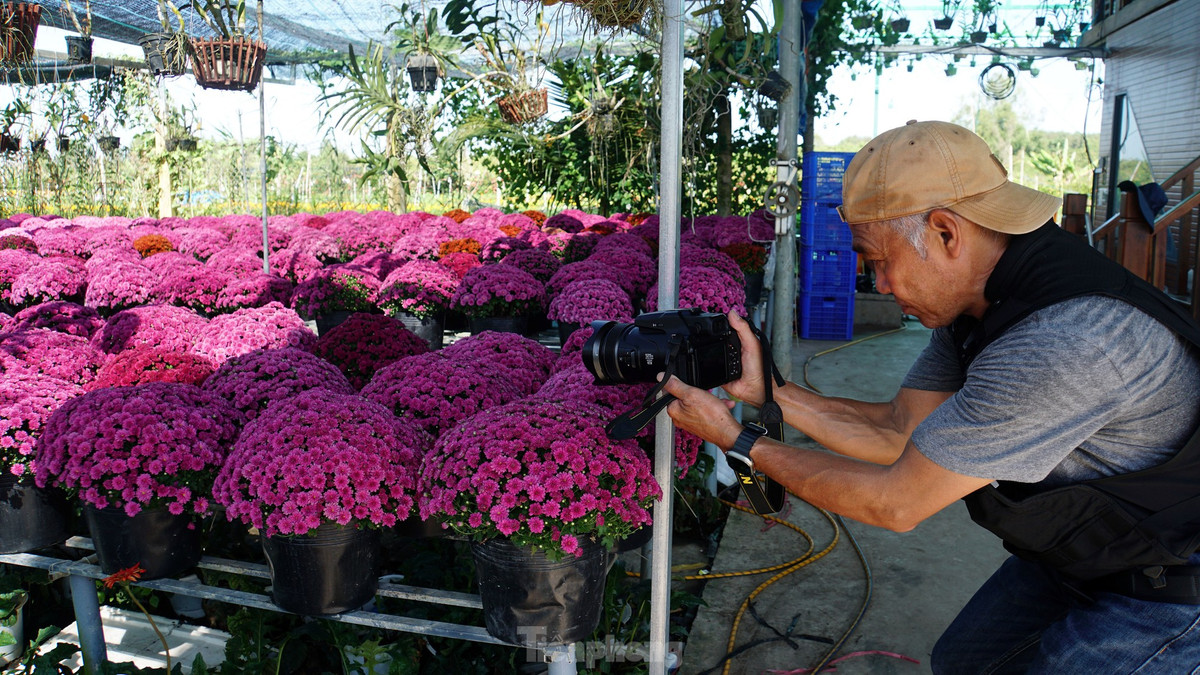 Ông Nguyễn Trần, việt kiều từ Canada trở về TPHCM cách nay mấy hôm, ông cho biết: “Xem trên mạng thấy lần đầu xuất hiện cúc mâm xôi nhiều màu sắc ở làng hoa Sa Đéc nên đến đây chiêm ngưỡng, chụp ảnh làm kỷ niệm”. Ảnh: Hòa Hội.