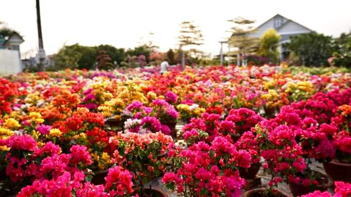 Trong hoa giay la liet khap noi, ca lang o Ben Tre giau len-Hinh-3