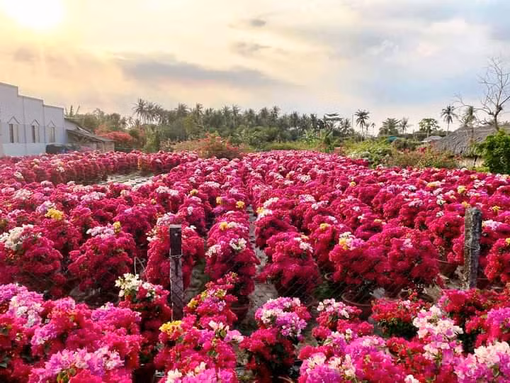 Trong hoa giay la liet khap noi, ca lang o Ben Tre giau len