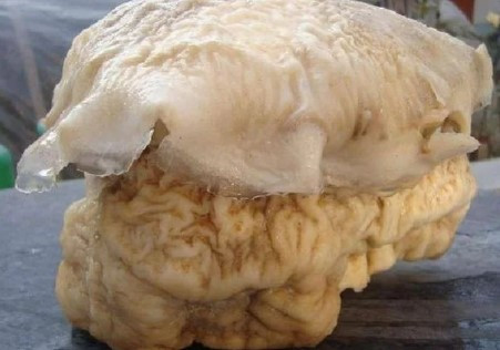 Đào được "tảng đá" xù xì, không ngờ đây là thứ quý hơn vàng - Hình 2 Dao duoc