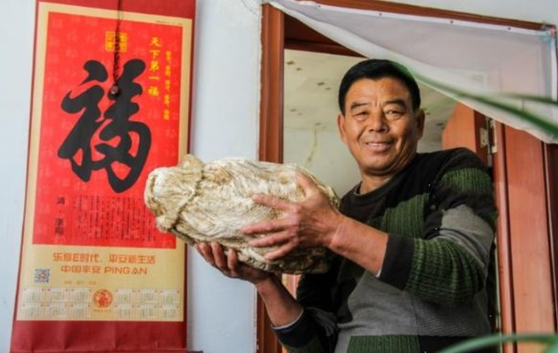 Đào được "tảng đá" xù xì, không ngờ đây là thứ quý hơn vàng Dao duoc