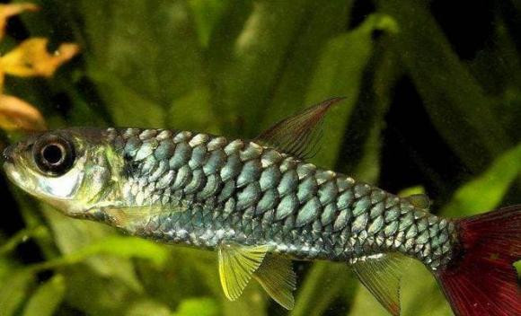 Sau khi song chay ra bien, mot luong lon ca nuoc ngot di dau?-Hinh-4