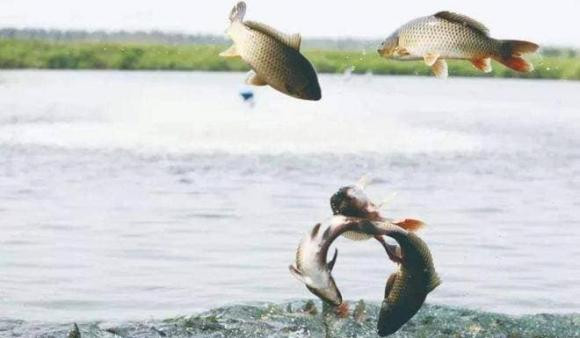 Sau khi song chay ra bien, mot luong lon ca nuoc ngot di dau?