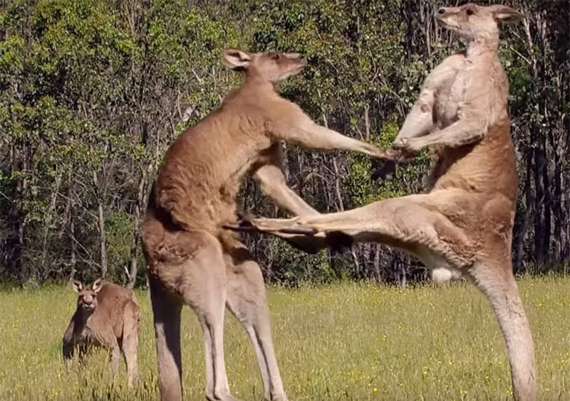 Video: Man “dau vo” kich tinh cua Kangaroo