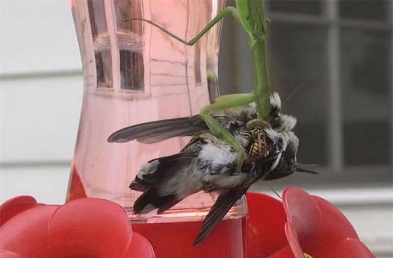 Video: Man san chim ruoi va chuot “sieu toc” cua bo ngua