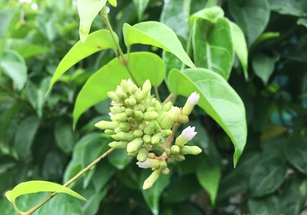 La giang vat tu mot thu cay rung moc hoang dai, an mat bo